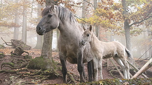 two white-and-gray horses in a forest